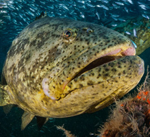 grouper.jpg
