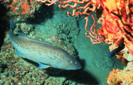 gag-grouper.jpg