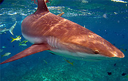 reef-shark.jpg