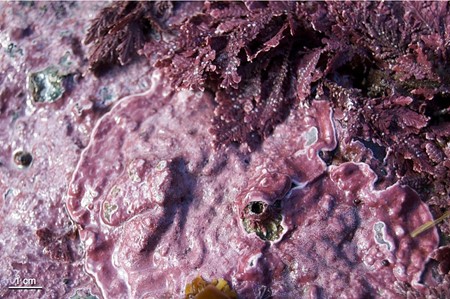 corraline-algae.jpg