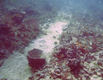 This image shows a section of a dense shallow reef off St Marks, with large sponges, gorgonians and stony corals