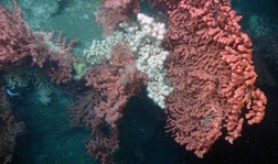 Large bubblegum corals on the wall of Baltimore Canyon