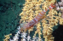 Shrimp sitting on a colony of the white gorgonian Anthothela, which has been overgrown by the yellow zoanthids