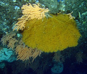 Large colony of the gorgonian Paramuricea placomus and smaller Primnoa colonies hanging on a wall in the Trondheim Fjord