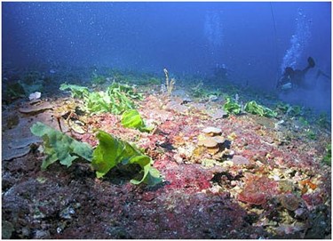 Pulley Ridge coral and macro-algal habitat.  Photo by Tim Taylor