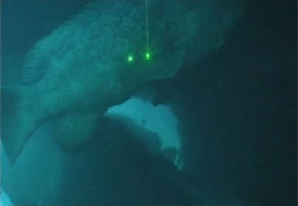 Figure 8.Laser dots on the side of an adult goliath are used for obtaining size information. These dots are 10cm apart.