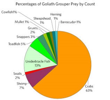 Figure3.Main prey items in the diet of goliath grouper sampled from Florida