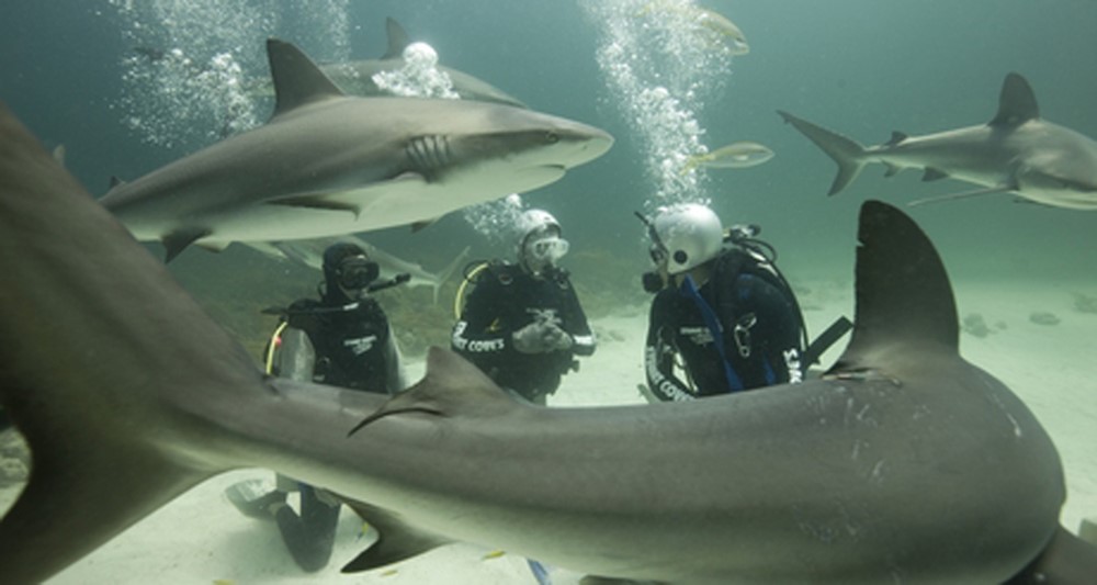sharks-diving.jpg