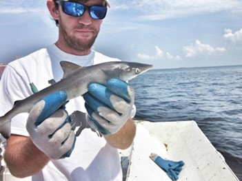 Travis Richards holding a neonate Atlantic Sharpnose shark (Rhizoprionodon terraenovae)