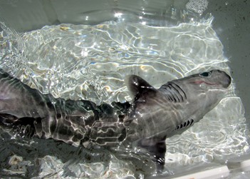 Sharpnose Sevengill shark (Heptranchias perlo)