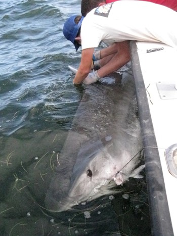 Cheston Peterson tagging a large tiger shark (Galeocerdo cuvier)