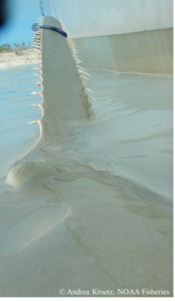 Closeup of the rostrum of a 361 cm smalltooth sawfish (Pristis pectinata)