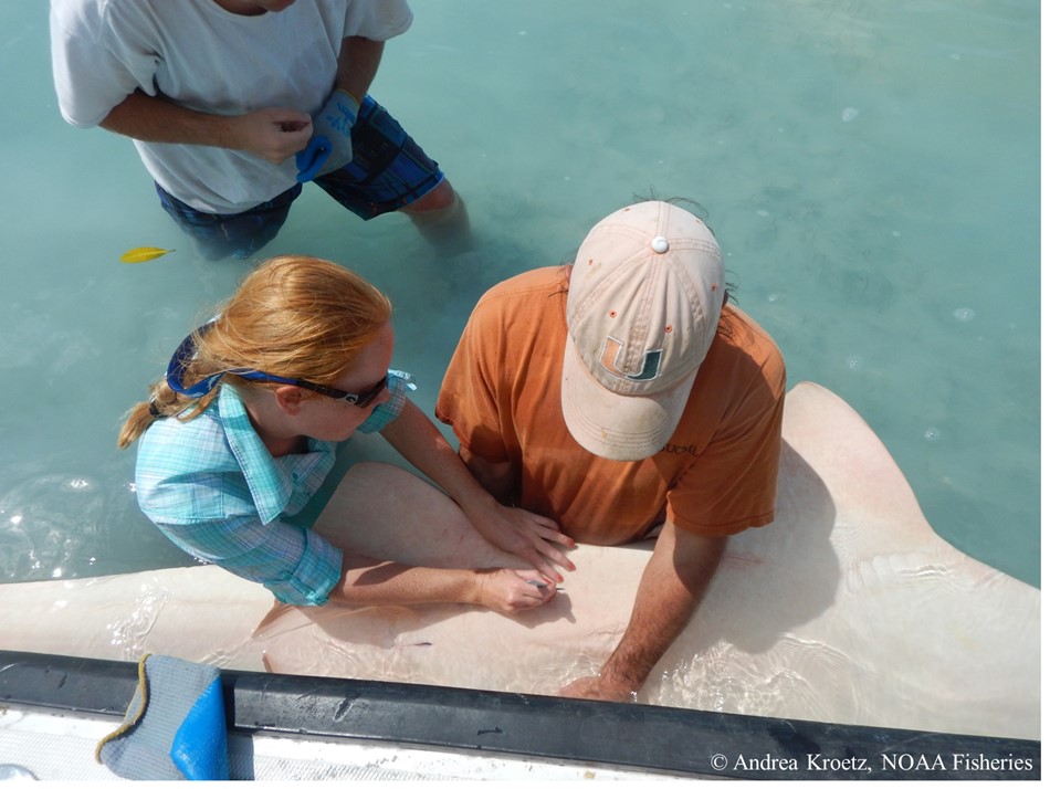 Dr. Andrea Kroetz (left, NOAA post-doc) and Dr. Dean Grubbs (right, FSUCML faculty) completing the first ever surgical implantation of a 10 year acoustic tag into a smalltooth sawfish (Pristis pectinata)