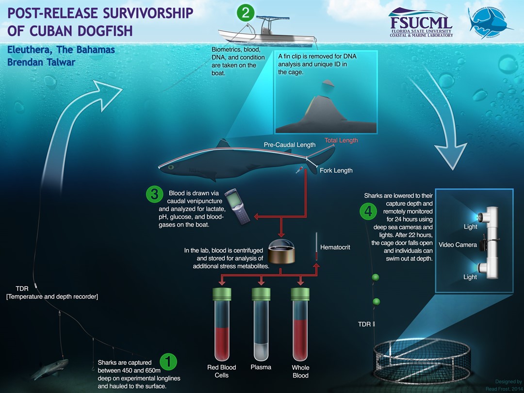Post-release Survivorship of the Cuban Dogfish. Created by Read Frost.