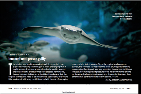 innocent-rays.jpg (1)