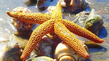 starfish-garnetgold-16x9.jpg
