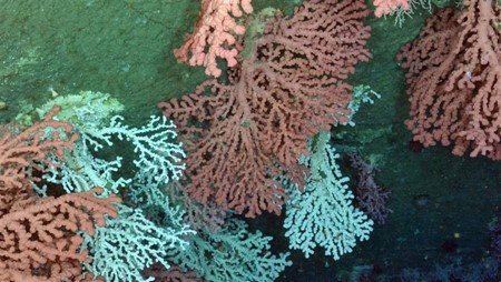 bubblegum-coral-deep-sea.jpg
