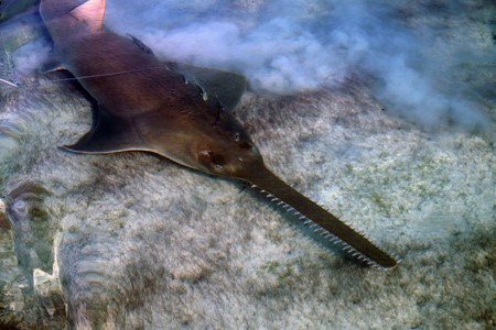 pregnant-sawfish-genie-3x2.jpg