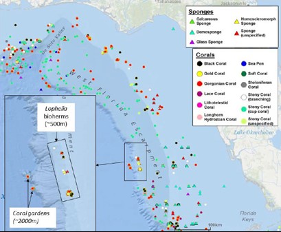 Fig. 2. Coral and sponge records for the eastern GoAm. Black inset box shows area of extensive Lophelia mounds at 500 m, but there are very few records > 1000 m depth along the entire length of the Florida escarpment.*