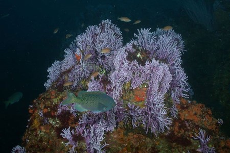 deep-water-corals-3x2.jpg