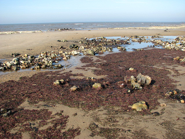A_bed_of_seaweed_-_geograph.org.uk_-_794873.jpg