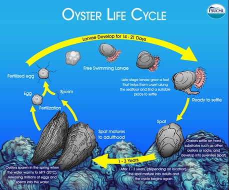 LifeCycle_Anatomy | Coastal and Marine Laboratory