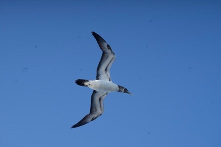 Juvenile Brown Boobie