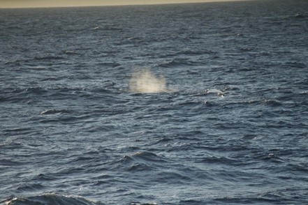 Sperm Whale off the Point Sur