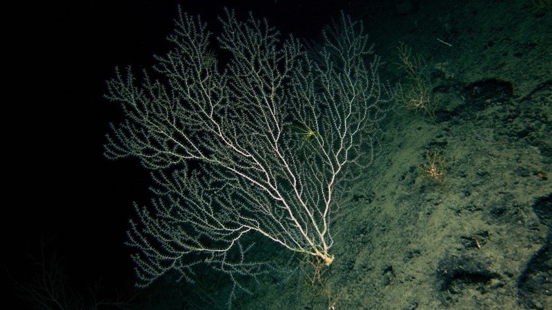 A large Bamboo Coral clinging to a very steep slope. Image: Brooke et al 2019, NOAA OER and ROV Global Explorer