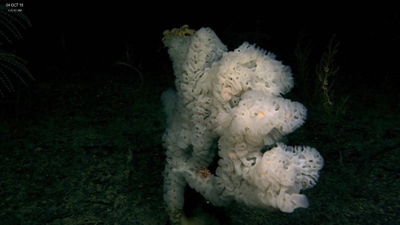 ‘Ribbon Candy’ glass sponge seems to glow in the ROV lights. Image: Brooke et al 2019, NOAA OER and ROV Global Explorer