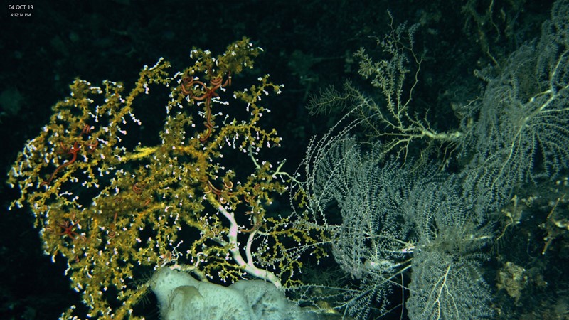 Many different types of corals and sponges fight for space on a steep rocky wall. Brooke et al 2019, NOAA OER and ROV Global Explorer