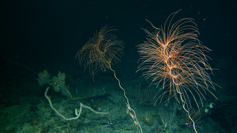 Spiraling Irridogorgia corals over a meter tall wave gently in the current. Brooke et al NOAA OER and ROV Global Explorer