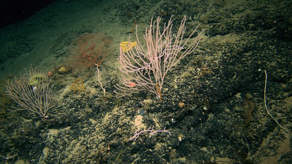 This snapshot from the ROV shows several different species of coral – we were spoiled for choice on every dive.<br />Image: Brooke et al 2019, NOAA OER and Global Explorer.