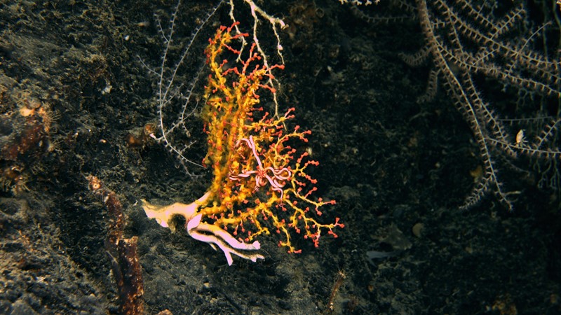 A red bubblegum coral covered with orange zoanthids. Image Brooke et al. 2019, NOAA OER and ROV Global Explorer.