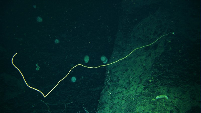 A giant bamboo coral projects over 3 meters from the wall. Image Brooke et al. 2019, NOAA OER and ROV Global Explorer