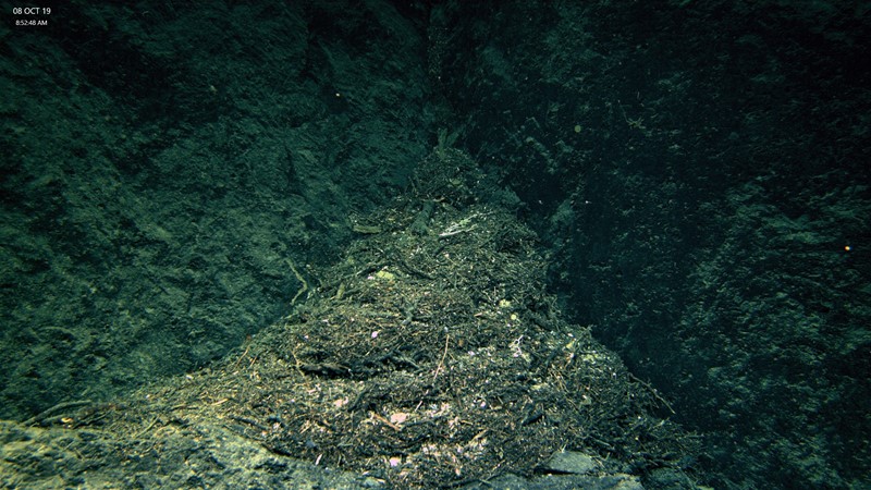 Piles of dead coral skeletons fill ravines in the wall, giving the appearance of a ‘dead coral waterfall’ Image: Brooke et al., 2019, NOAA OER and ROV Global Explorer.