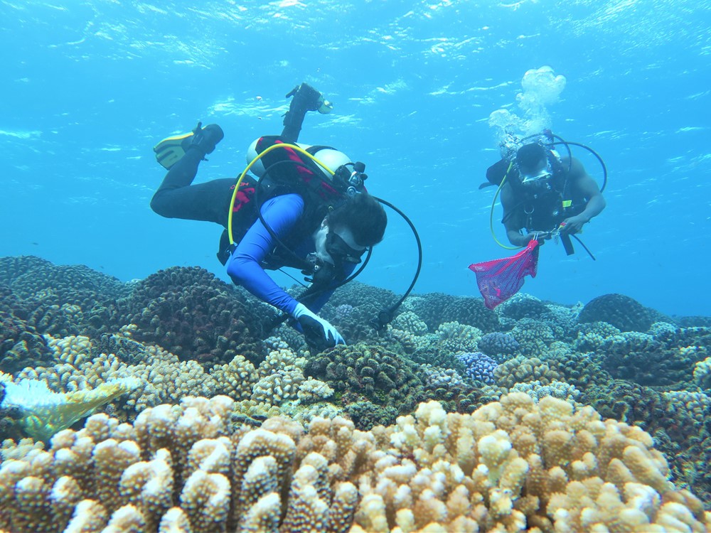 Two Divers with Sponges