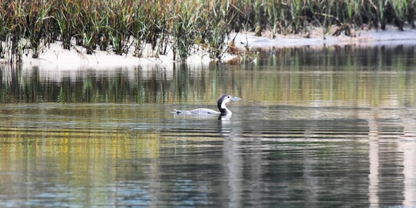 Common Loon 900 X 450
