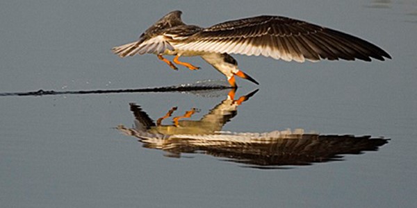 Skimming On Glass Cropped 900 X 450