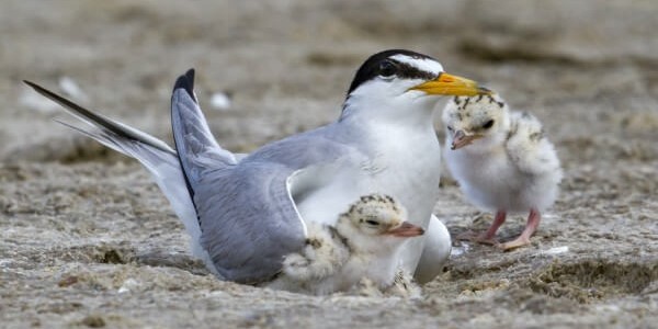 Least Tern 900 X 450