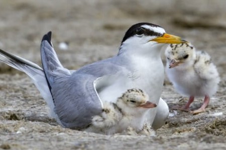For Main Page Least Tern 3 X 3