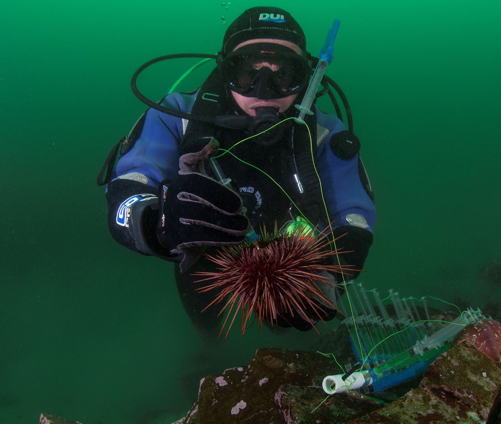 Spindel_Sea Urchin