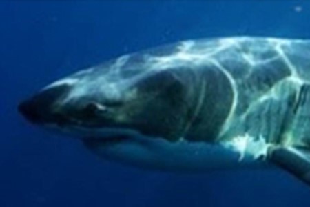 White Shark 3X2