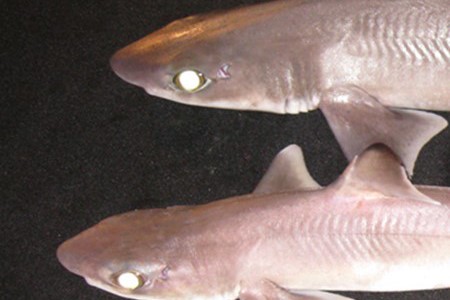 Shark Embryos 3 X 2