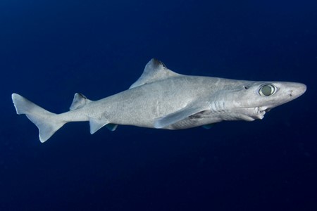 Gulper Shark 3 X 2