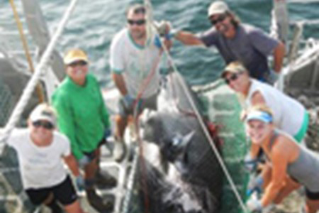 Greenland Shark 3 X 2