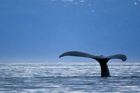 Whale Tail 3 X 2