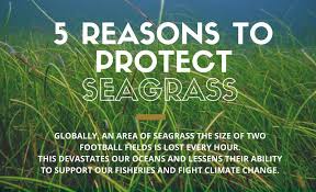 Fwc Seagrass