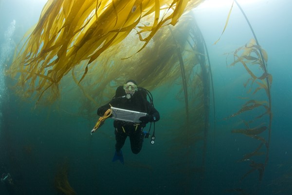 Beck Kelp MG 4819 (C) Richard Herrmann