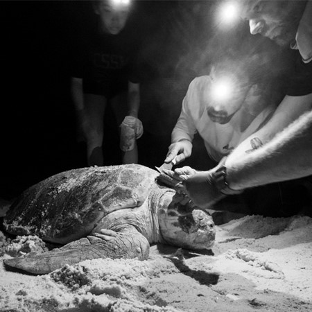 Loggerhead Web 3.X 2